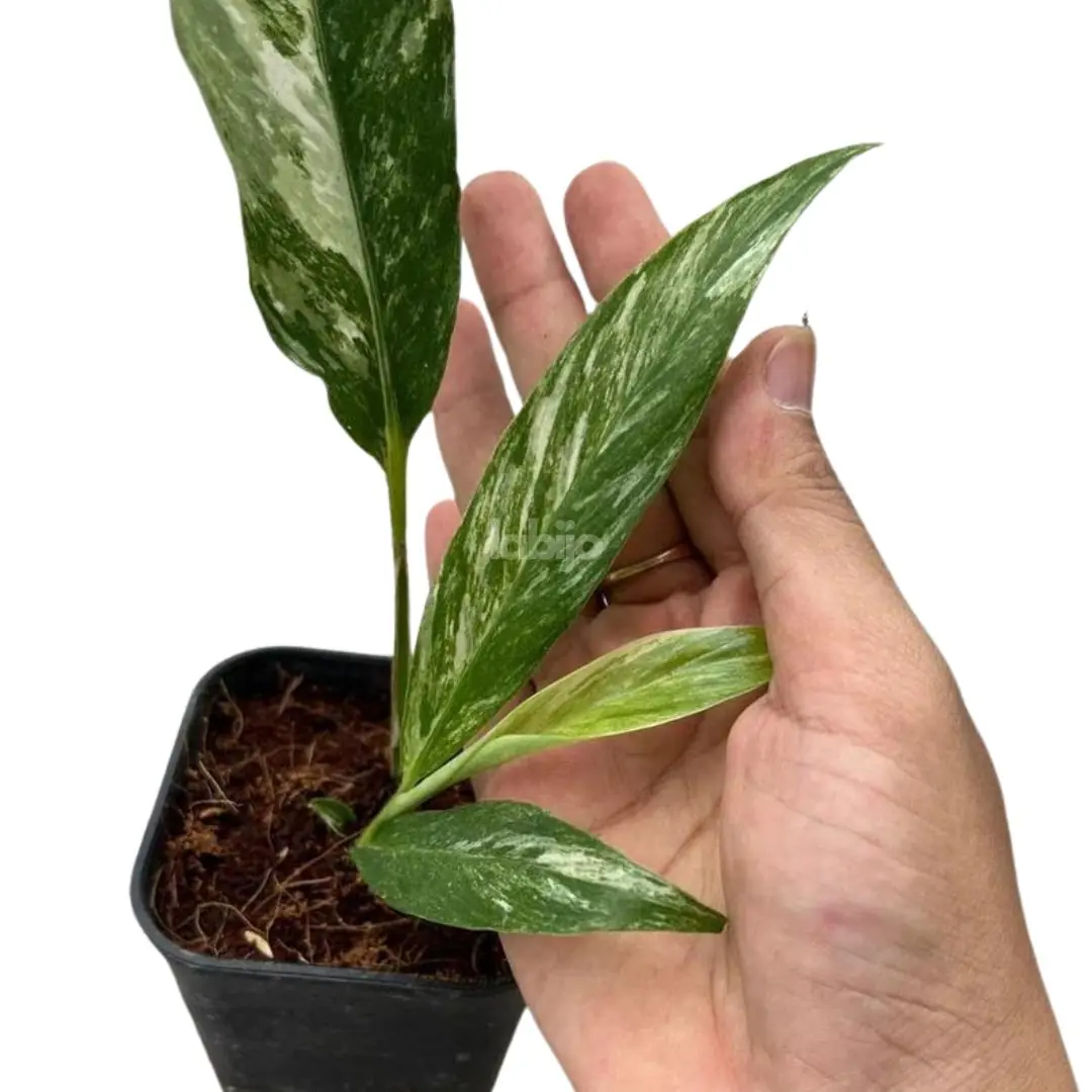Rhaphidophora Megasperma Variegated