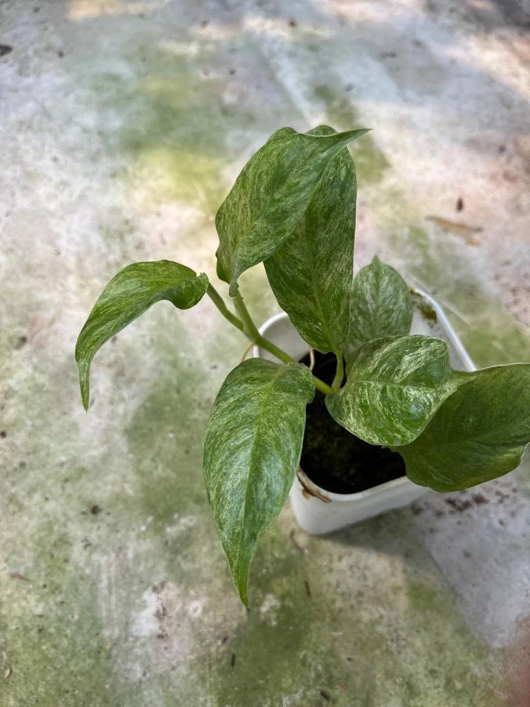 Rhaphidophora Puberula Mint