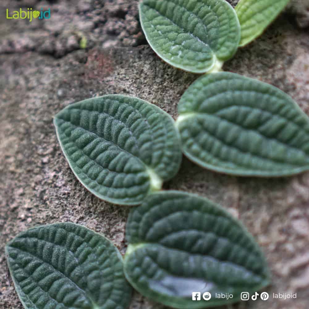 Rhaphidophora Tenuis Silver