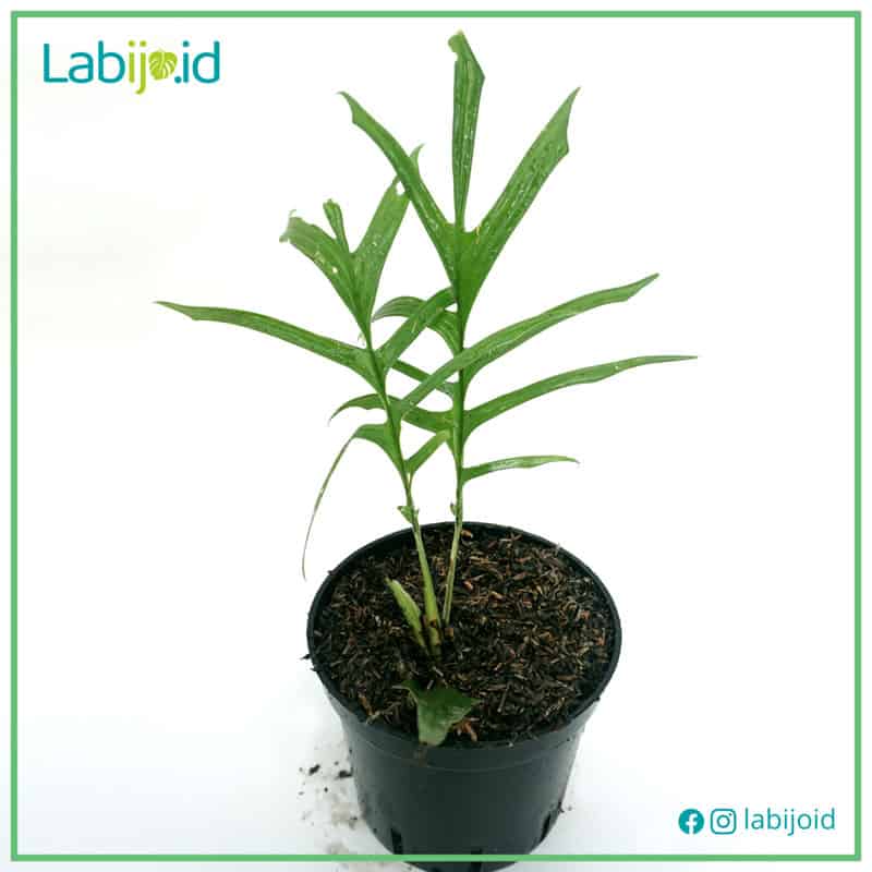 Rhaphidophora Tenuis (Rhaphidophora tenuis) live botanical specimen