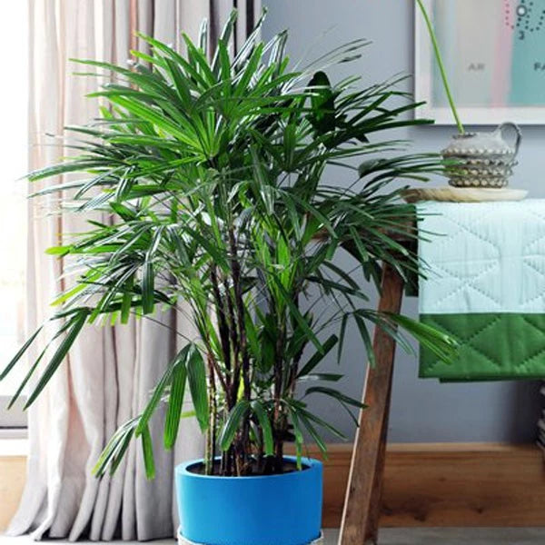 Rhapis Eccelsa Lady Palm (Rhapis eccelsa) live botanical specimen