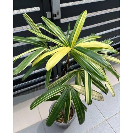 Rhapis Excelsa Lady Palm Variegated Medium Size