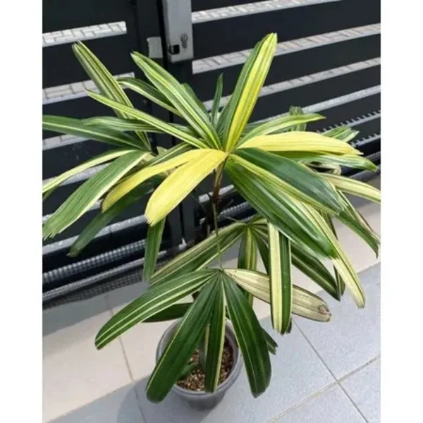Rhapis Excelsa Lady Palm Variegated Medium Size