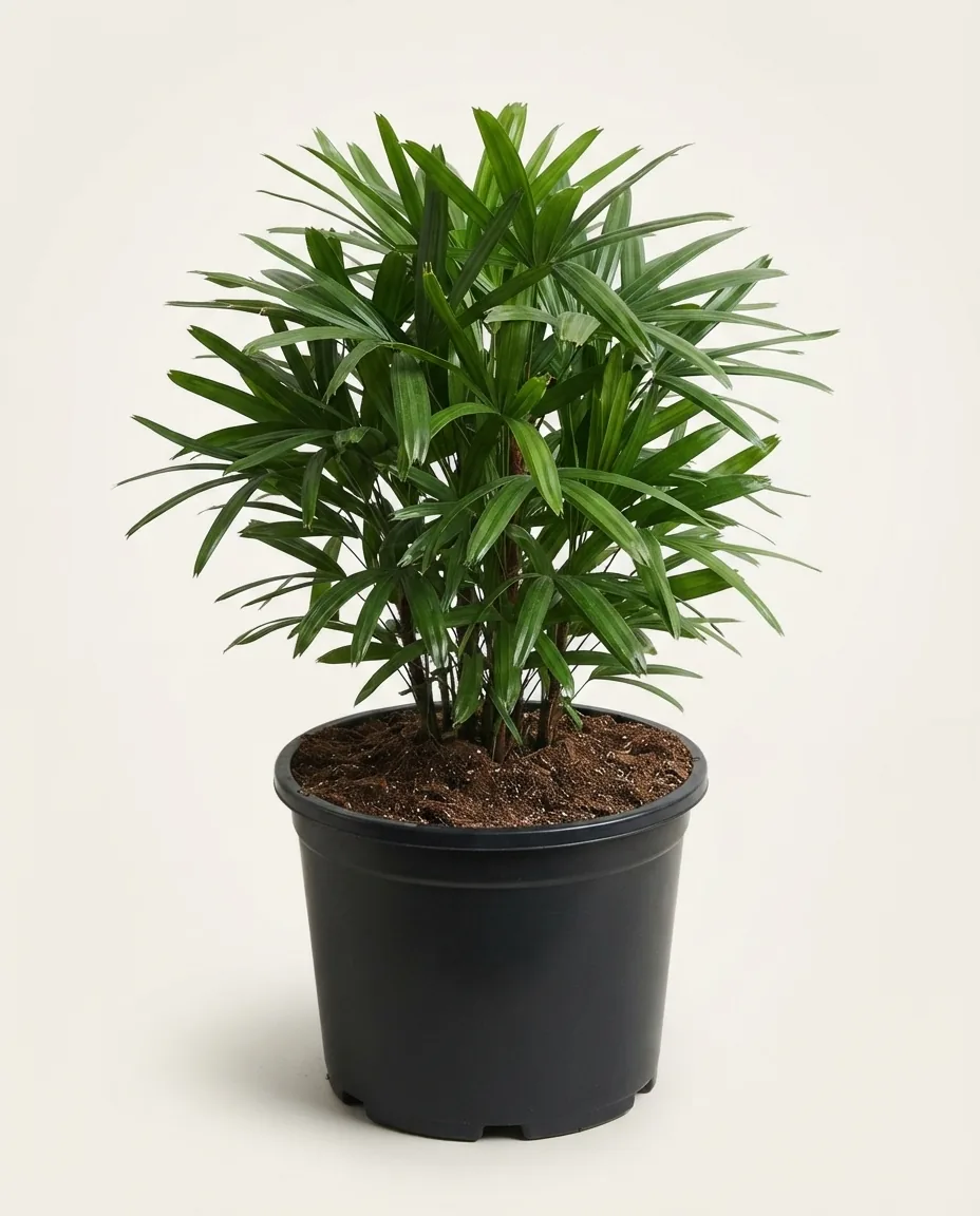 Rhapis Excelsa Lady Palm