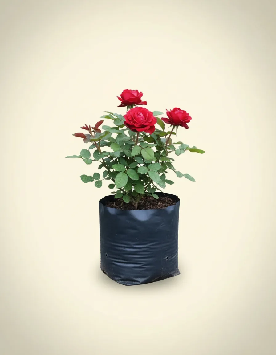 Rosa Floribunda 4 (Rosa floribunda) live botanical specimen