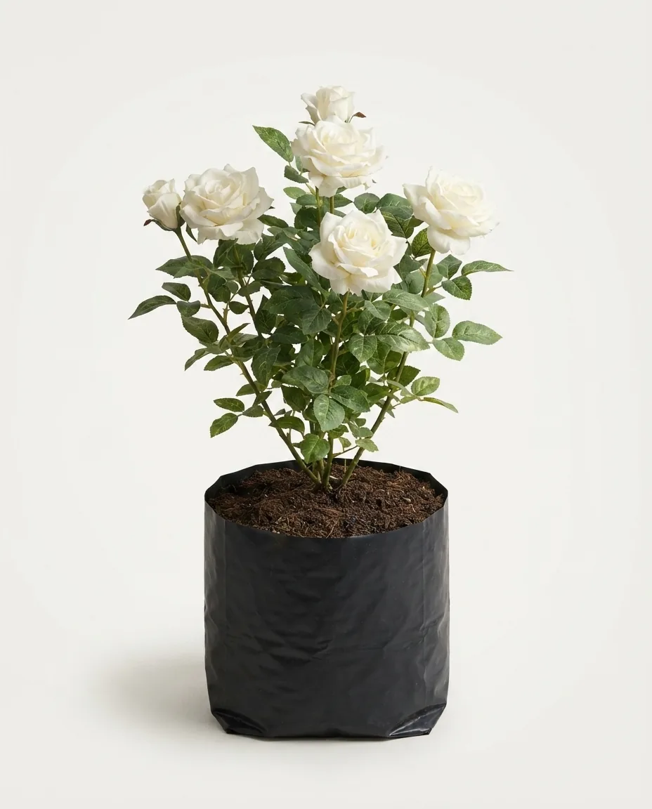 Rosa Floribunda 5 (Rosa floribunda) live botanical specimen