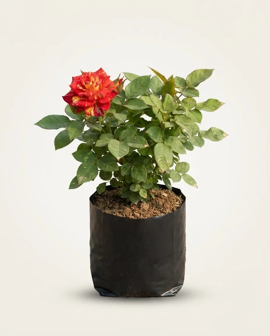 Rosa Hybrid Tea 2 (Rosa hybrid) live botanical specimen