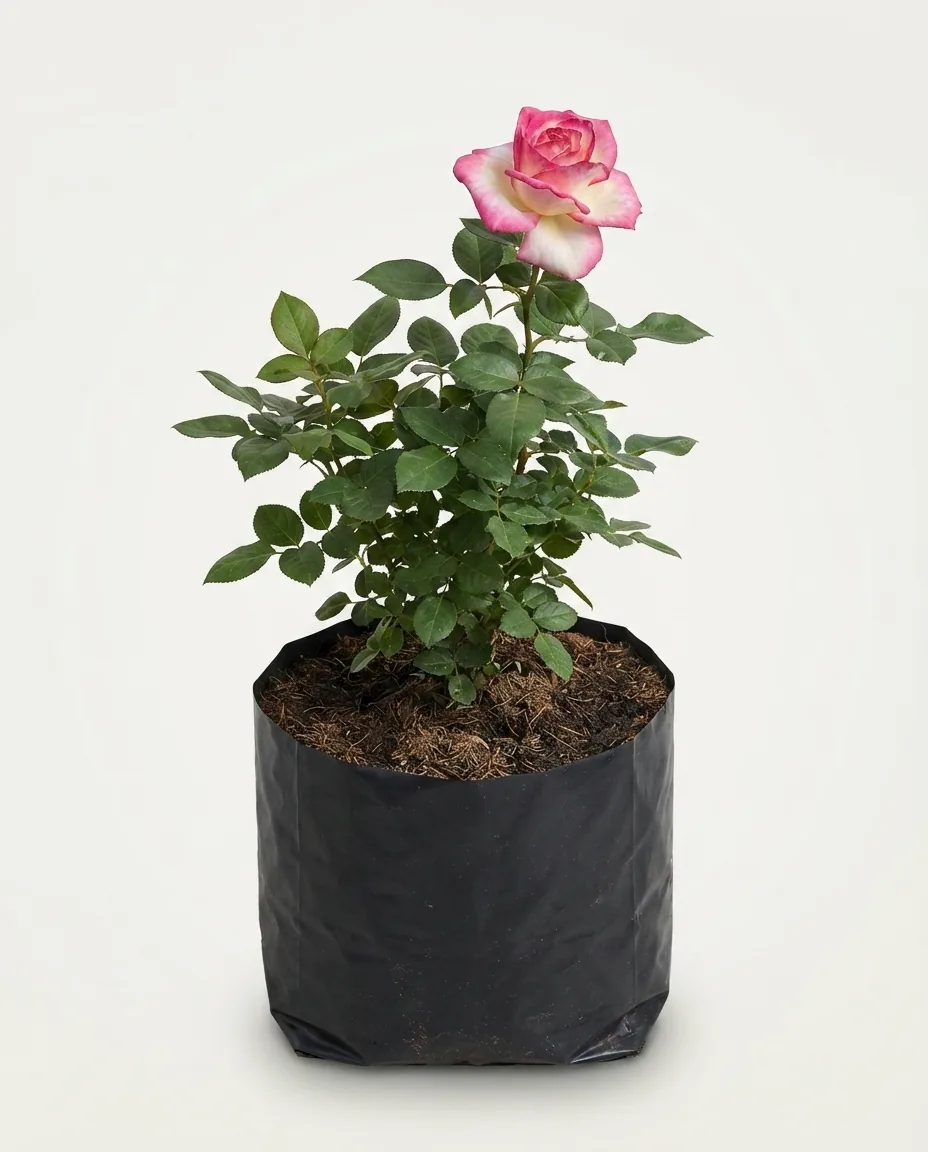 Rosa Hybrid Tea 3 (Rosa hybrid) live botanical specimen