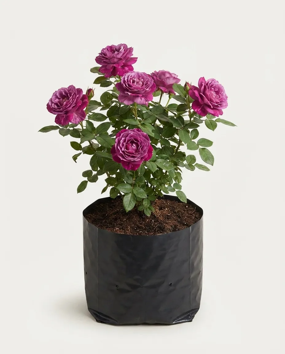 Rosa Hybrid Tea 4 (Rosa hybrid) live botanical specimen