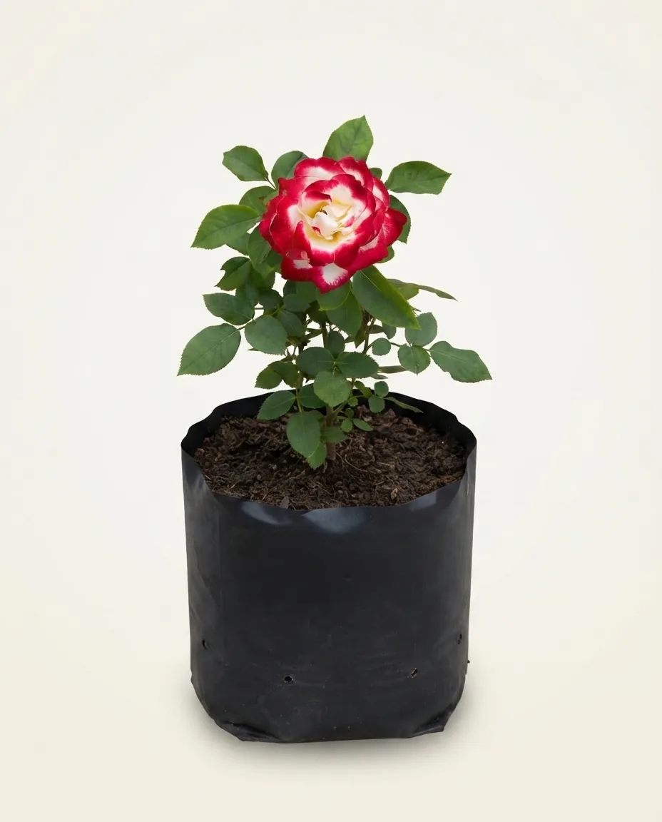 Rosa Hybrid Tea 6 (Rosa hybrid) live botanical specimen