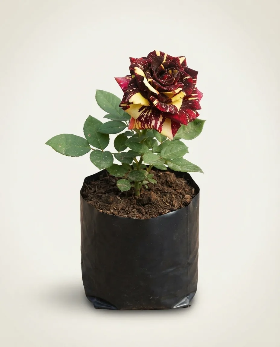Rosa Hybrid Tea (Rosa hybrid) live botanical specimen