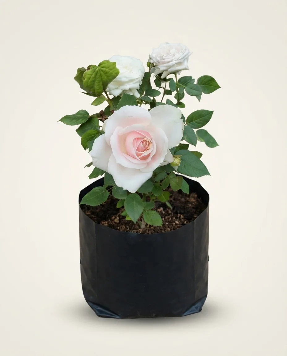 Rosa Hybrida Tea White