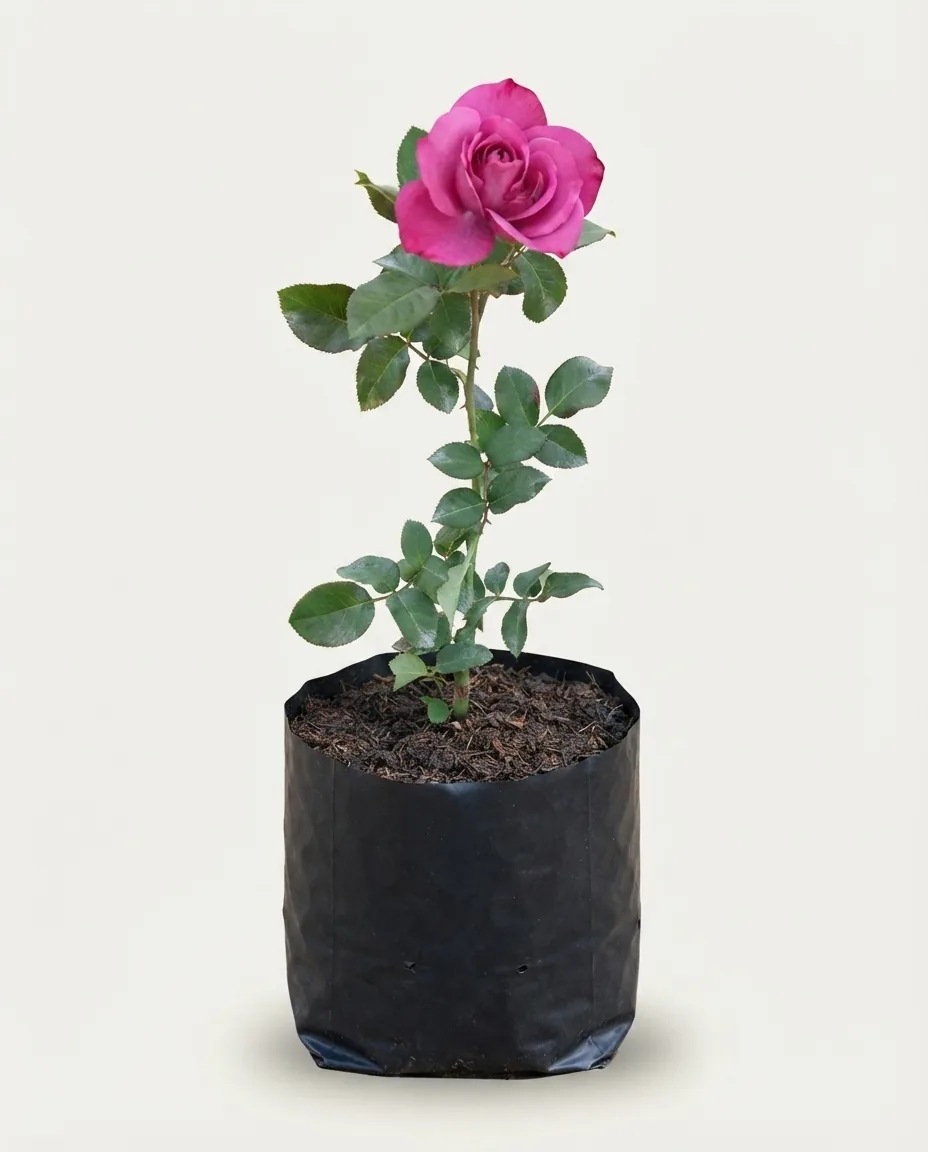 Rosa Sericea Pteracantha — Export Grade A+ from Java & Sumatra, Indonesia