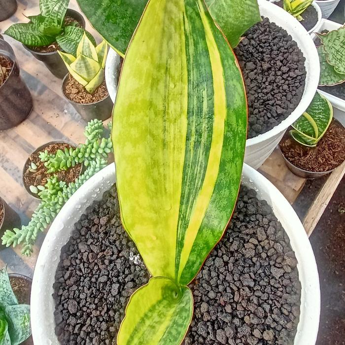 Sansevieria Mansoniana Yellow (Sansevieria mansoniana) live botanical specimen