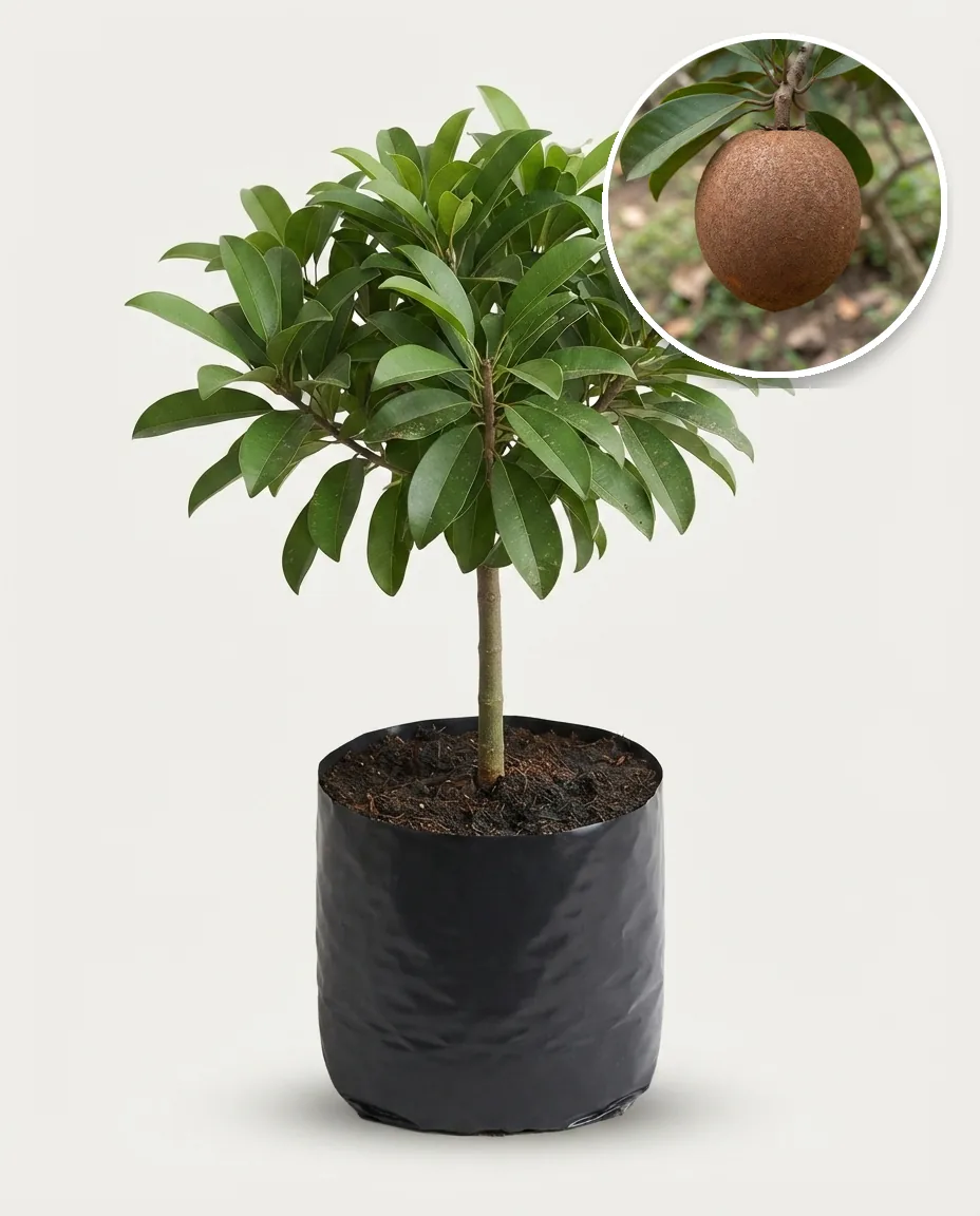 Sapodilla Jumbo 2
