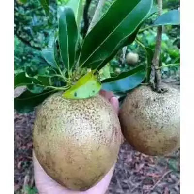 Sapodilla Jumbo (Sapodilla jumbo) live botanical specimen