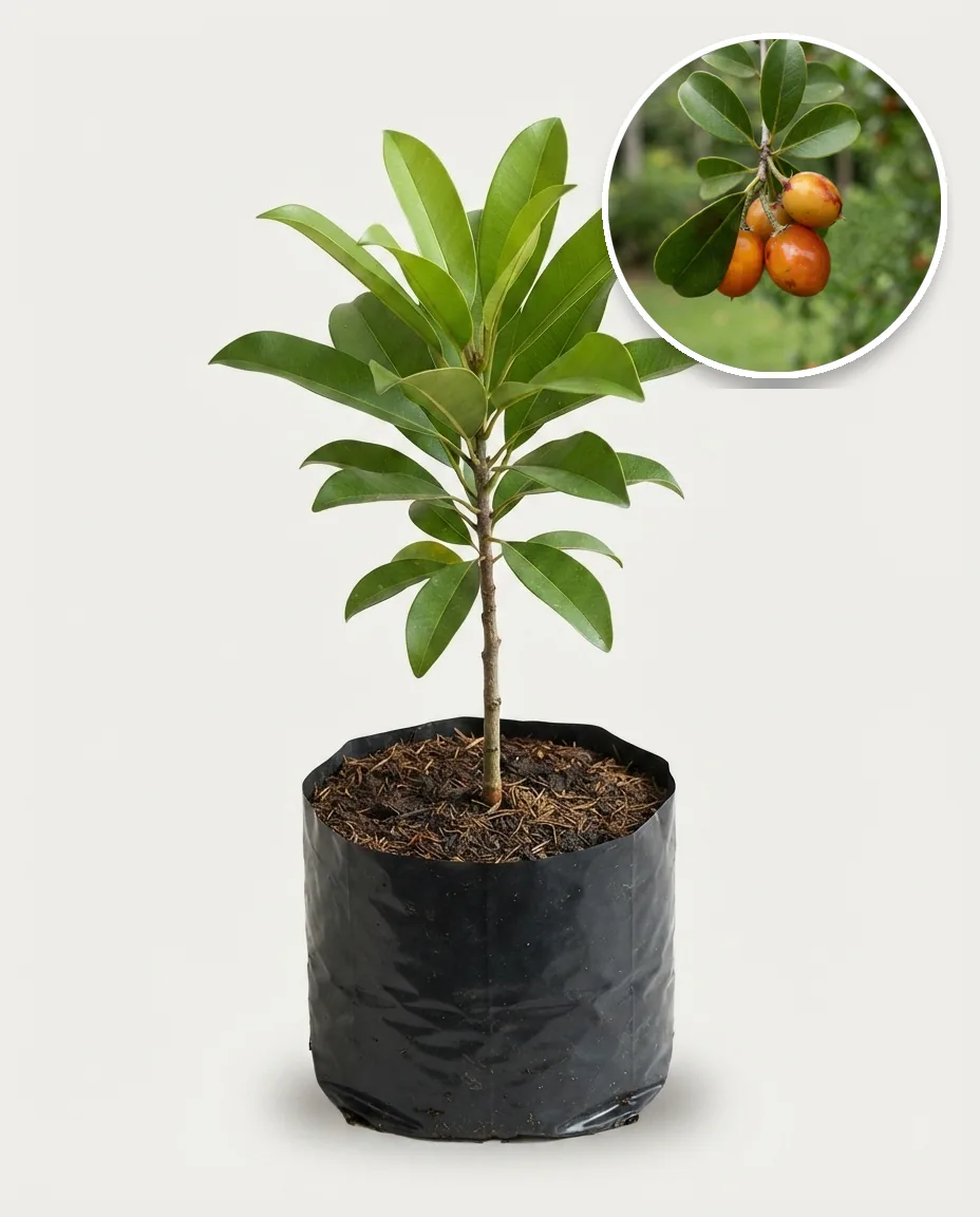 Sapodilla Mini 2