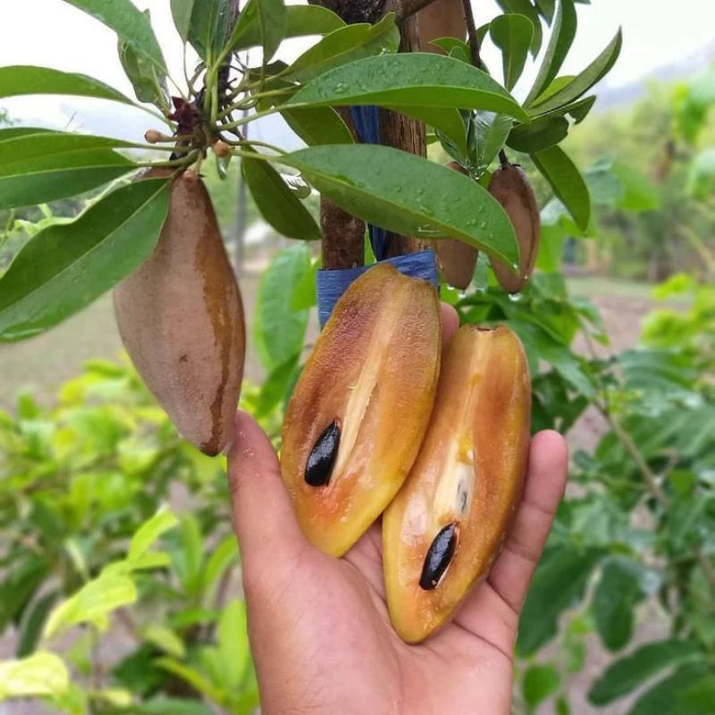 Sapodilla Mini