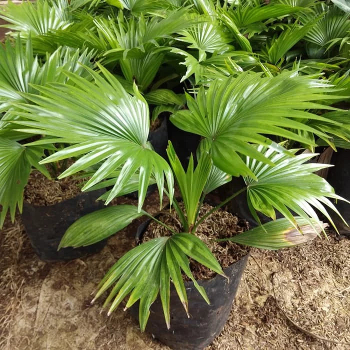 Saribus Rotundifolius (Saribus rotundifolius) live botanical specimen