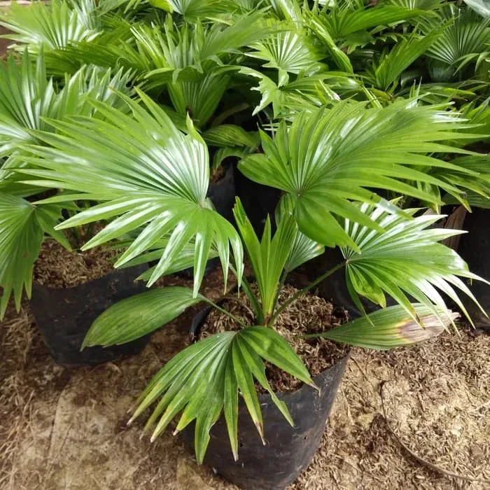 Saribus Rotundifolius