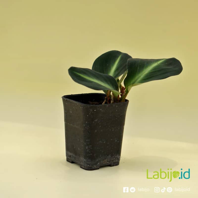 Scaphochlamys Sp Neon (Scaphochlamys sp. 'Neon') live botanical specimen