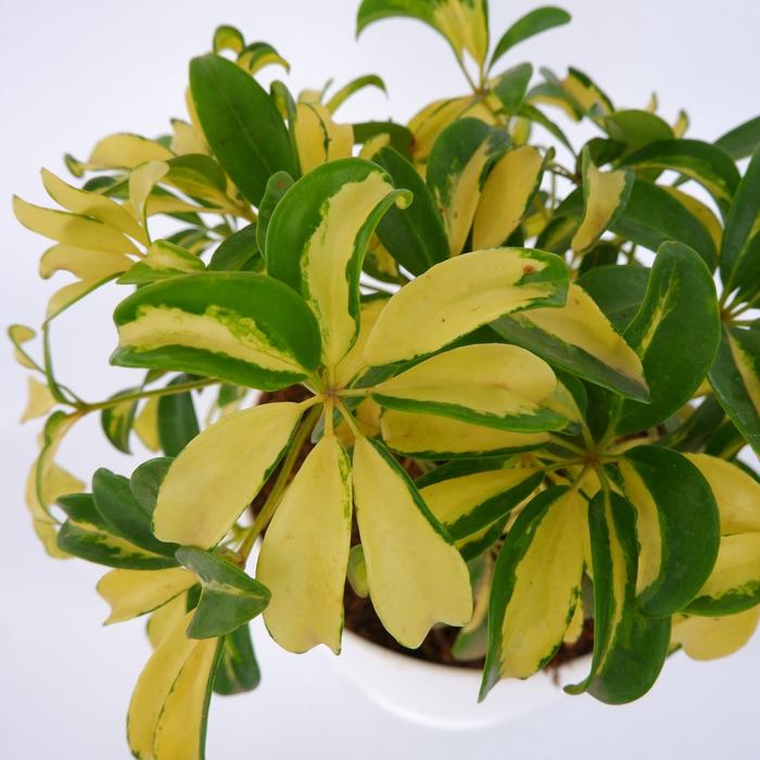 Schefflera Actinophylla Yellow Variegated (Schefflera actinophylla) live botanical specimen