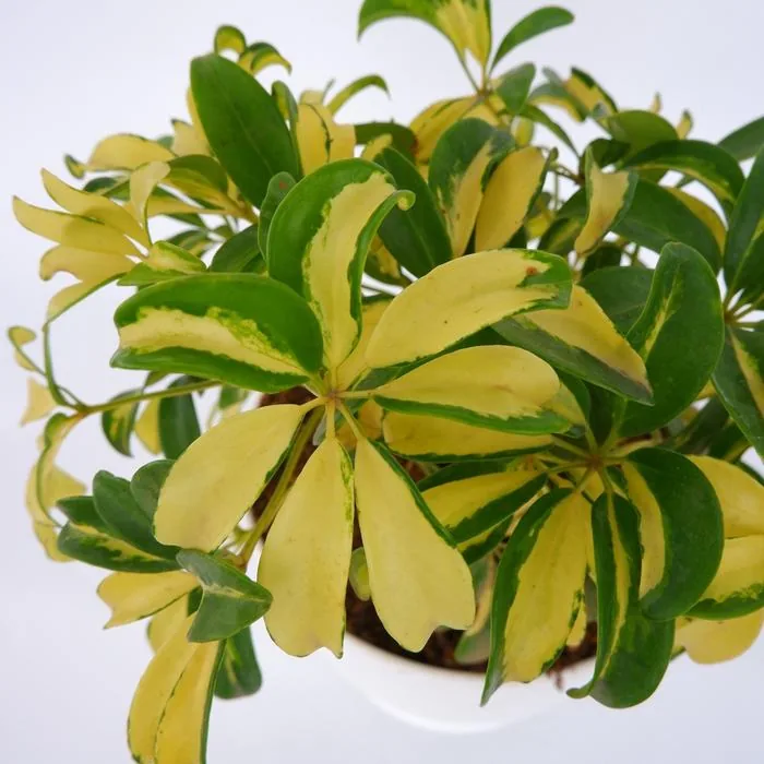 Schefflera Actinophylla Yellow Variegated