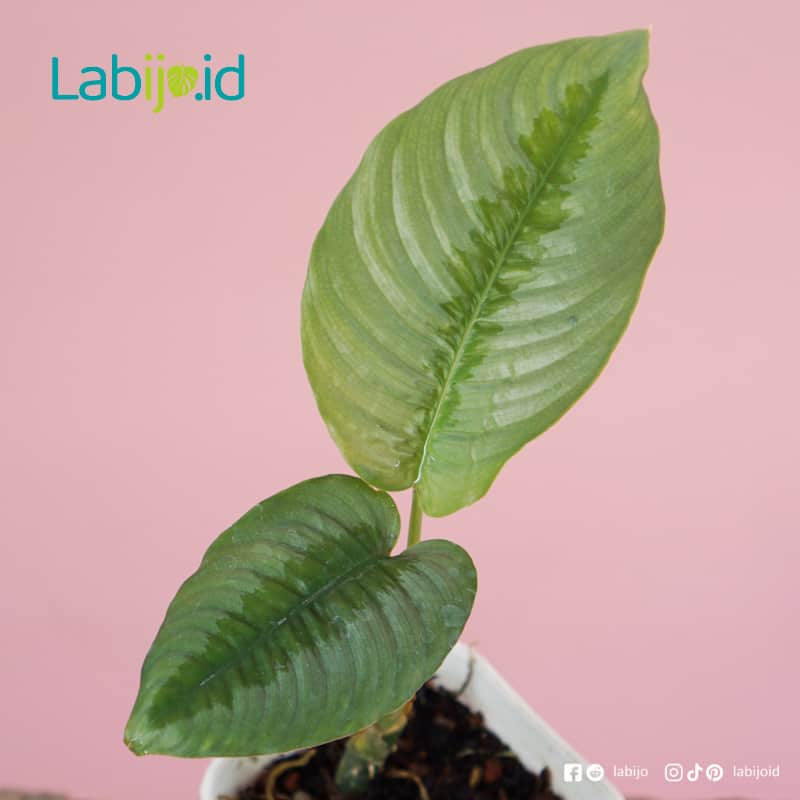 Schismatoglotis Calyprata (Schismatoglotis calyprata) live botanical specimen