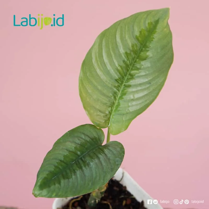 Schismatoglotis Calyprata