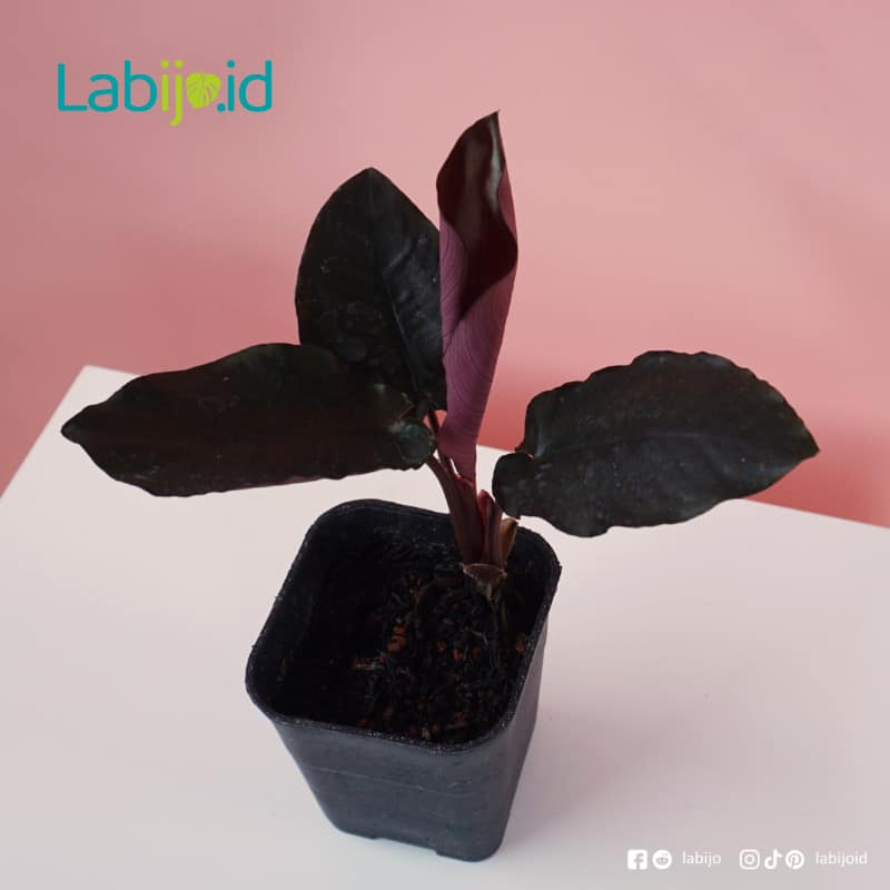 Schismatoglottis Black Metalic