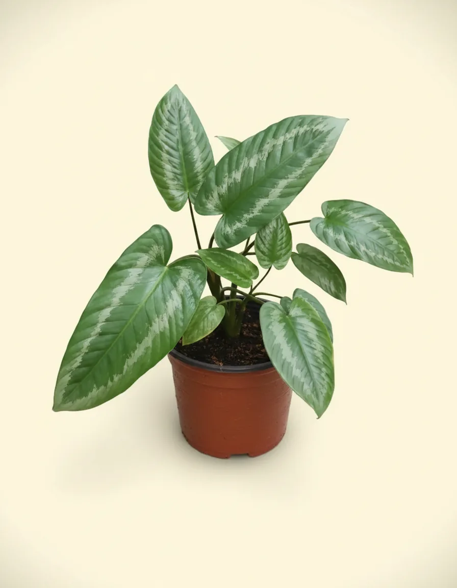 Schismatoglottis Wallichii (Schismatoglottis wallichii) live botanical specimen