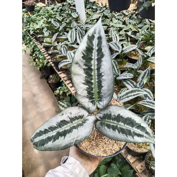 Schismatoglottis Wongii Leaf