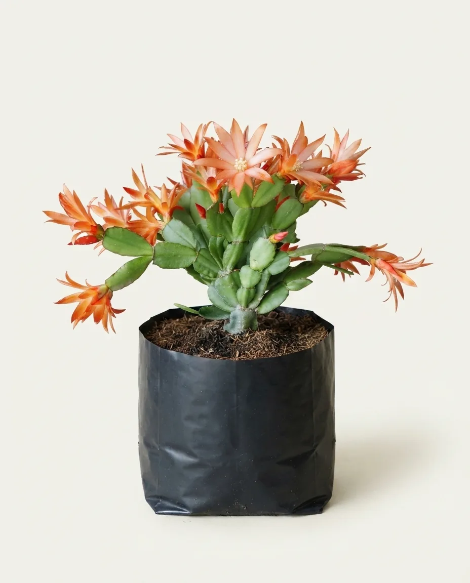 Schlumbergera — Export Grade A+ from Java & Sumatra, Indonesia
