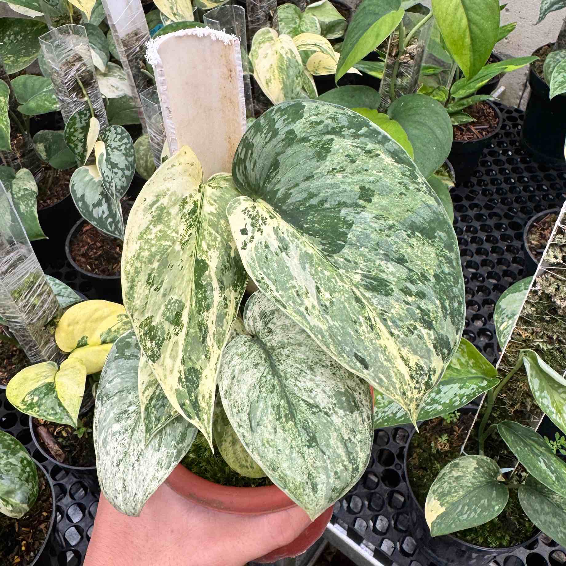 Scindapsus Bahorok (Scindapsus bahorok) live botanical specimen