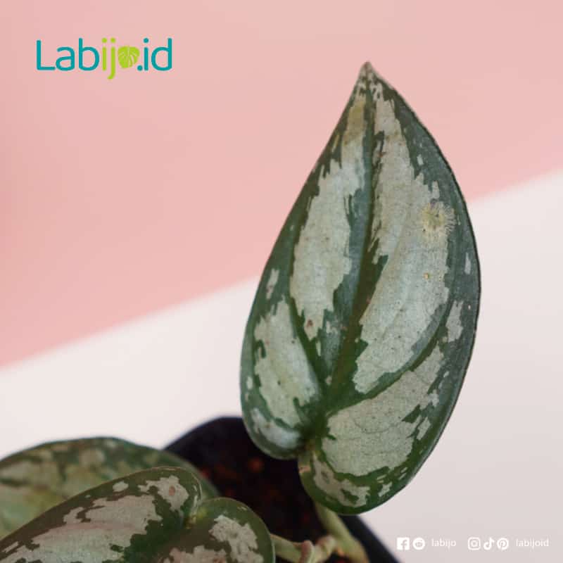 Scindapsus Grey (Scindapsus grey) live botanical specimen