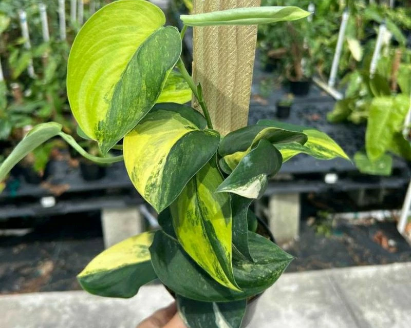Scindapsus Jade Satin Variegated