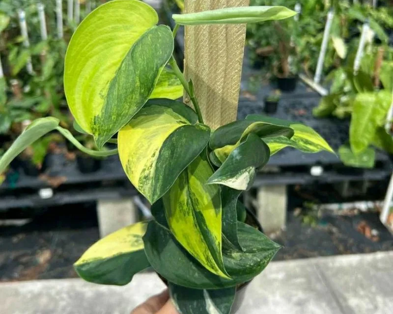 Scindapsus Jade Satin Variegata