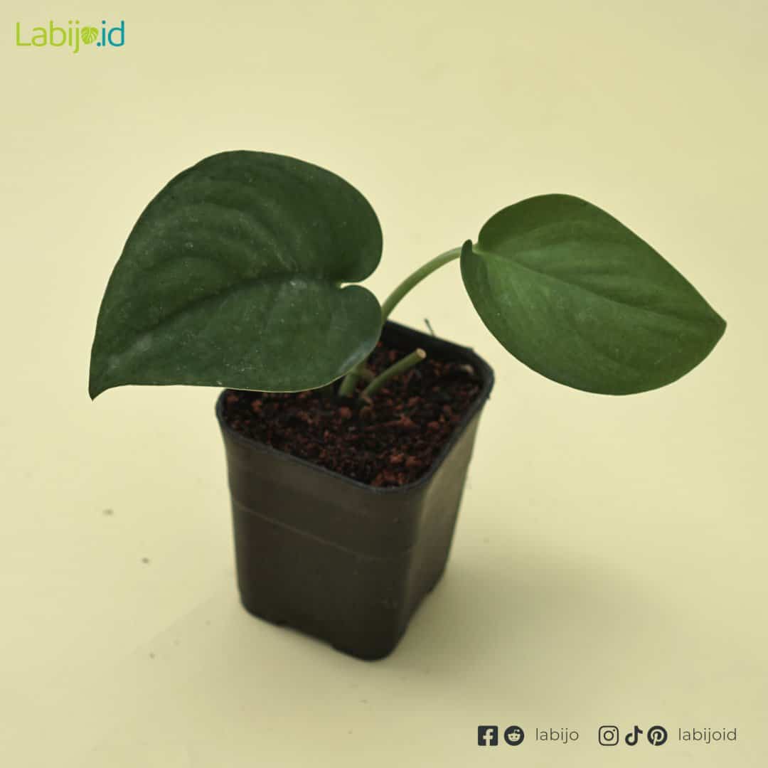 Scindapsus Jade Satin (Scindapsus jade) live botanical specimen