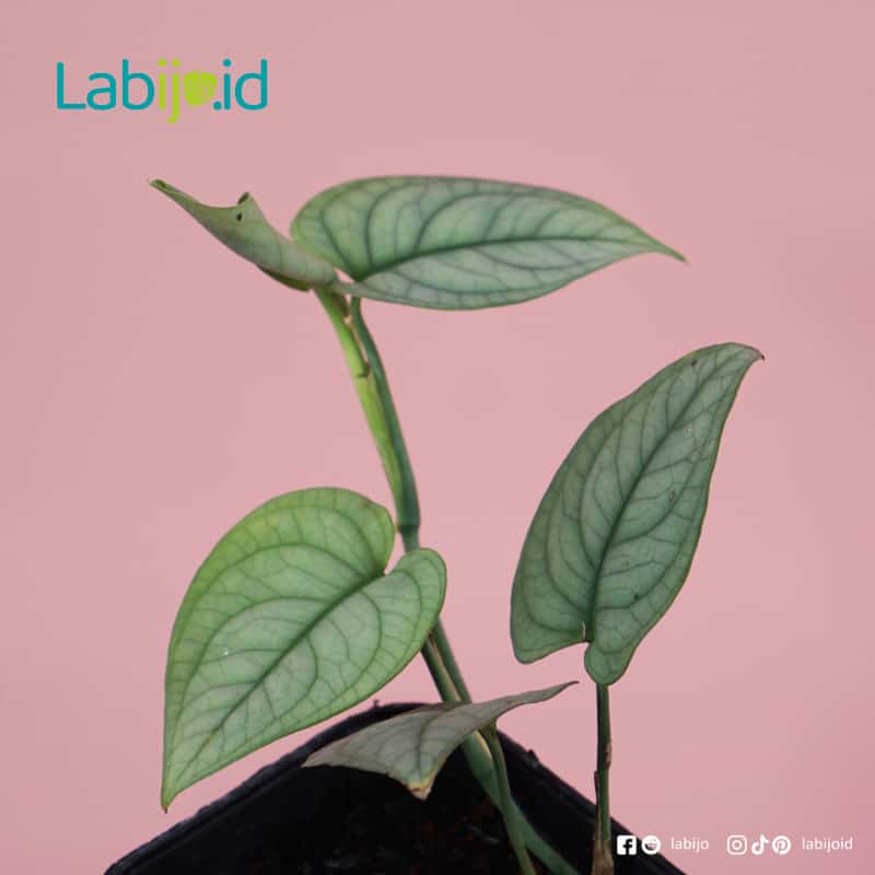 Scindapsus Lucens (Scindapsus lucens) live botanical specimen