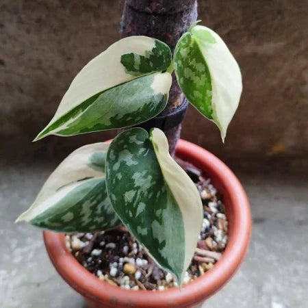 Scindapsus Mayari