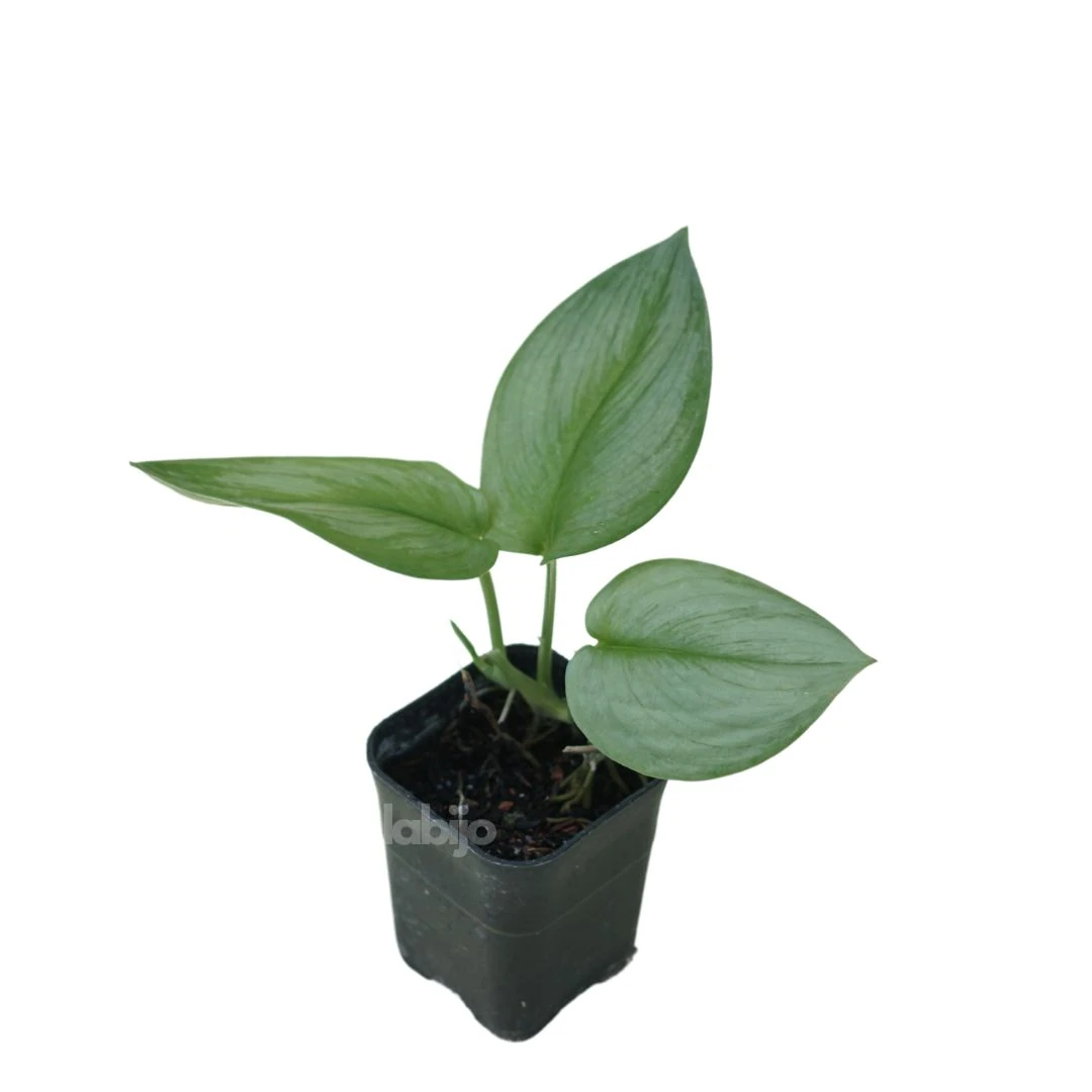 Scindapsus Moonlight (Scindapsus moonlight) live botanical specimen