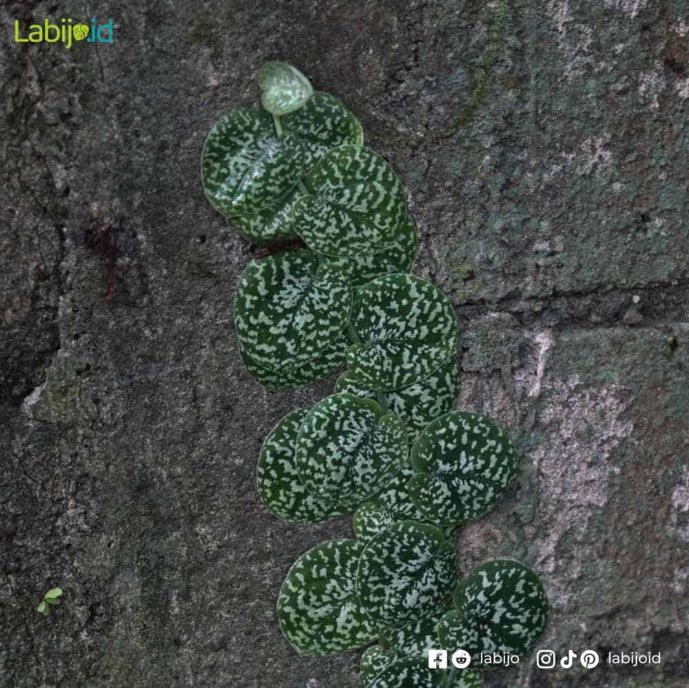Scindapsus Pictus Snake Scale (Scindapsus pictus) live botanical specimen