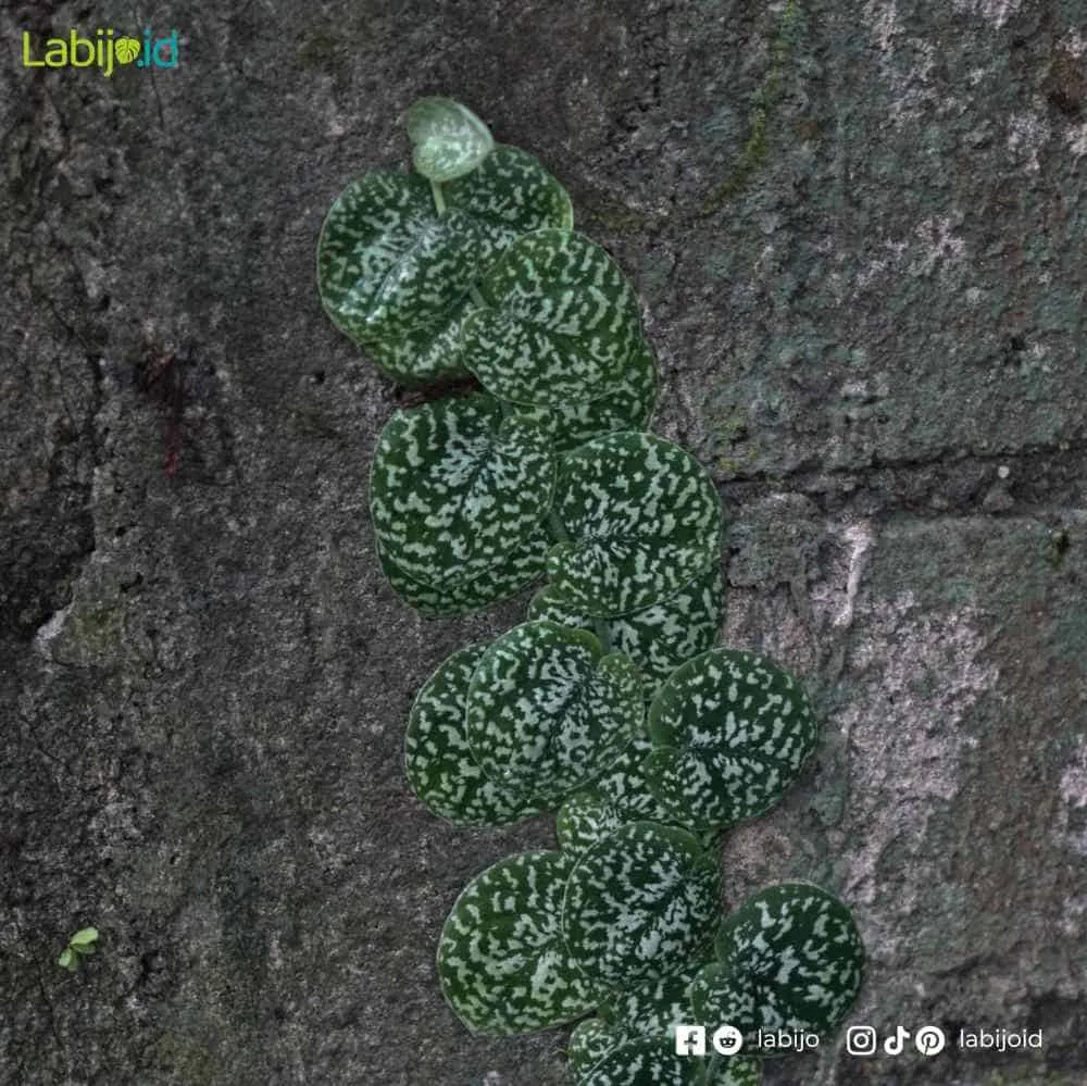 Scindapsus Pictus Snake Scale