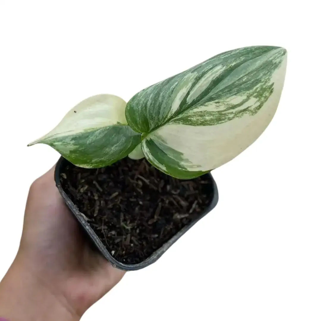Scindapsus Rubicon Variegated (Scindapsus rubicon) live botanical specimen