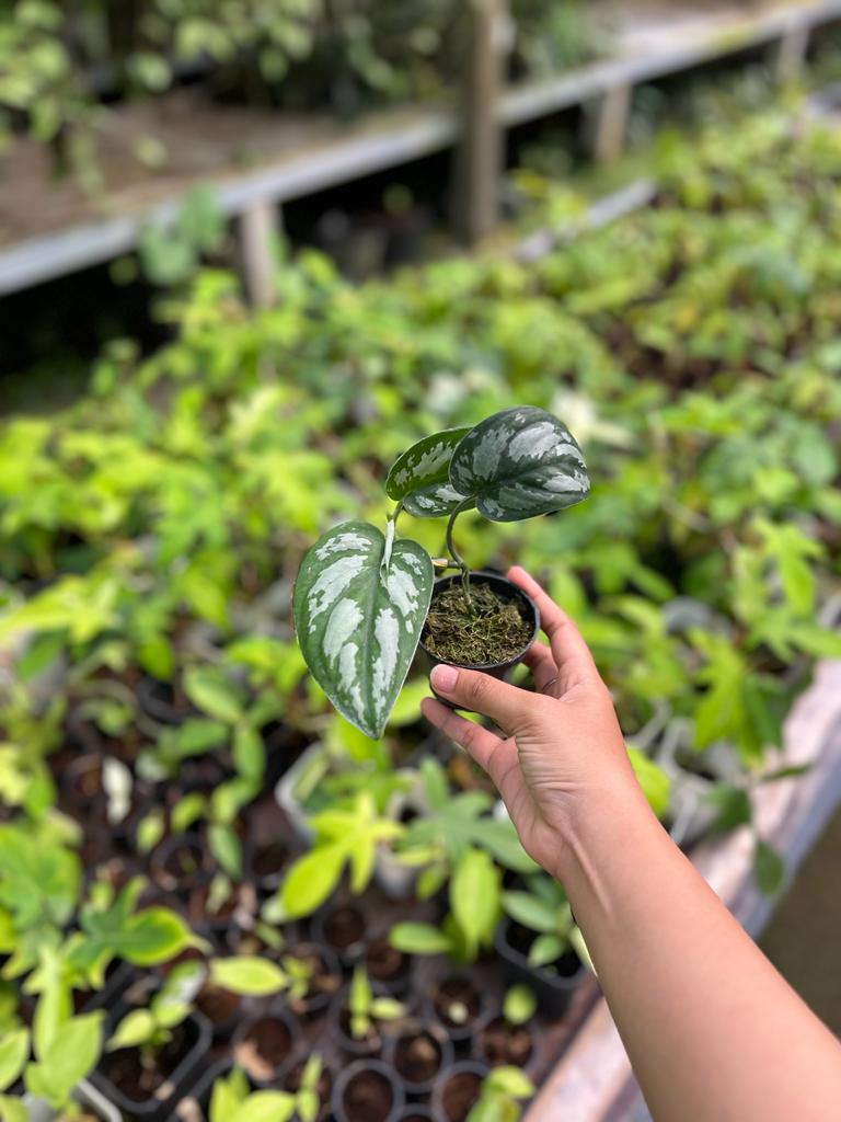Scindapsus Silver Black