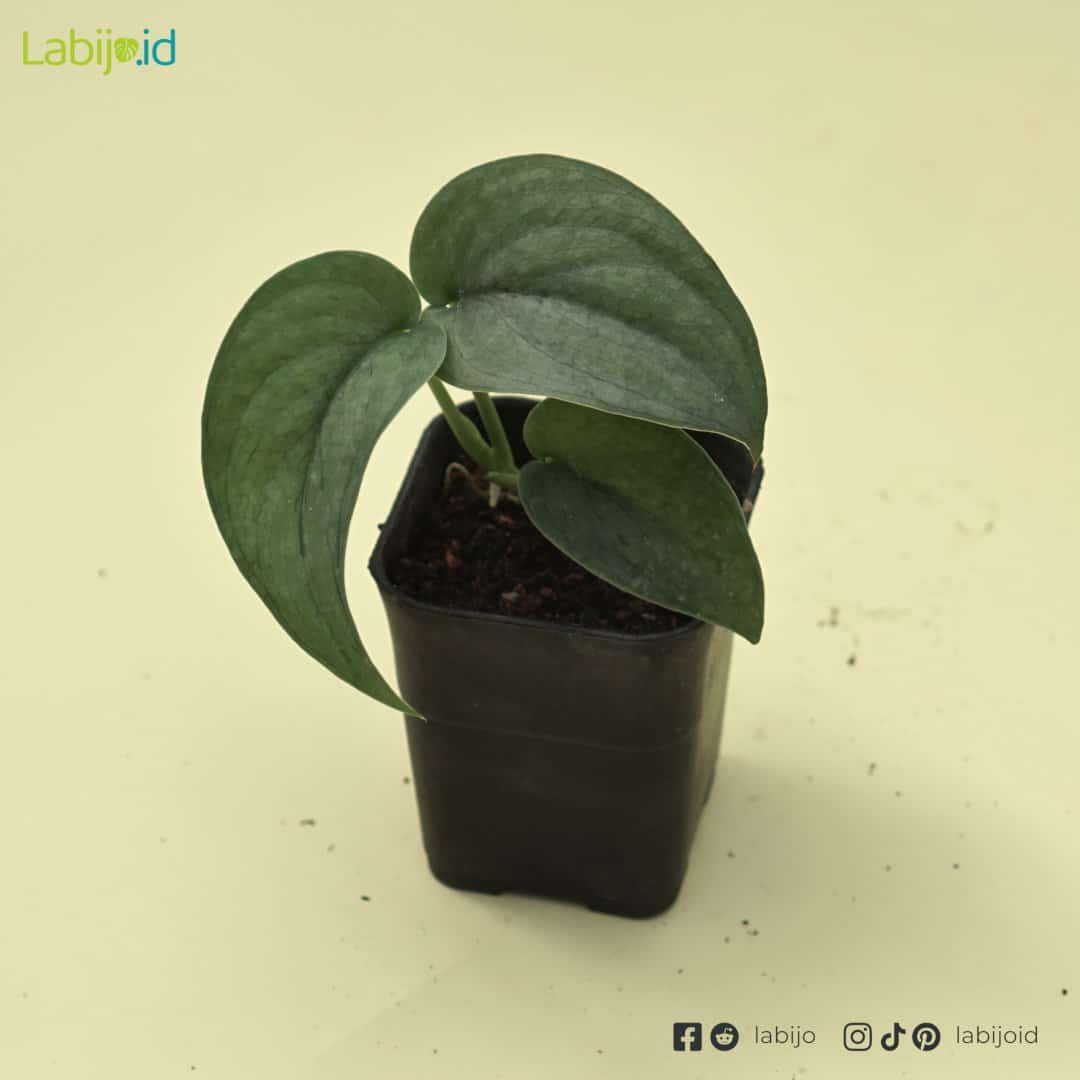 Scindapsus Silver Hero (Scindapsus silver) live botanical specimen