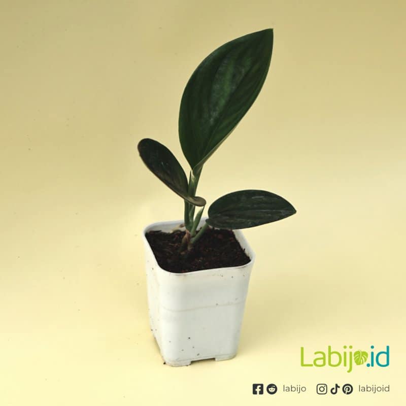 Scindapsus Treubii Dark Form (Scindapsus treubii) live botanical specimen