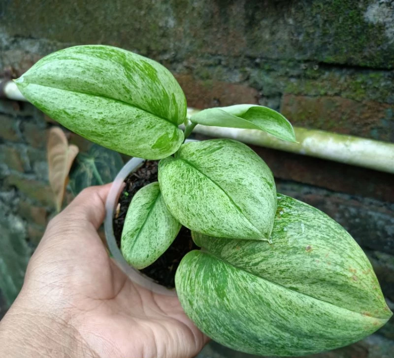 Scindapsus Treubii Mint