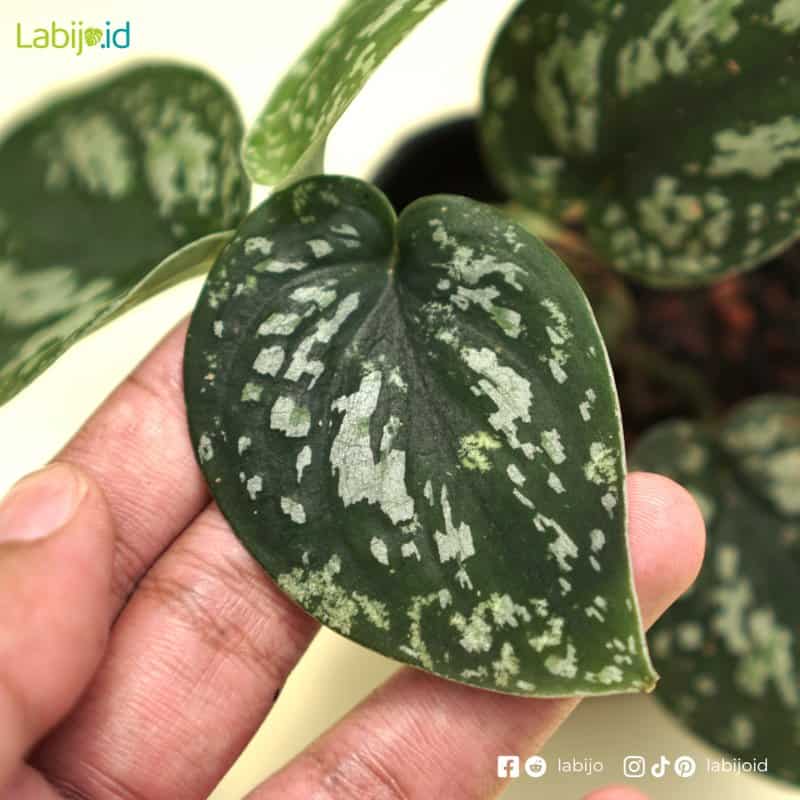Scindapsus Tricolor (Scindapsus tricolor) live botanical specimen