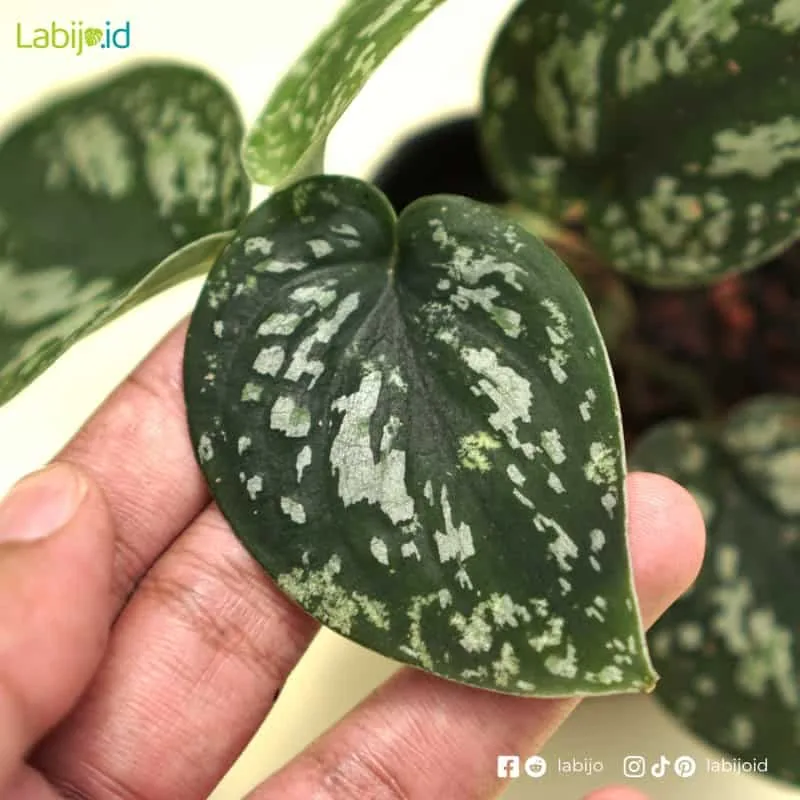 Scindapsus Tricolor